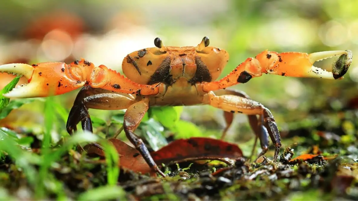 Freshwater Crabs For Aquariums