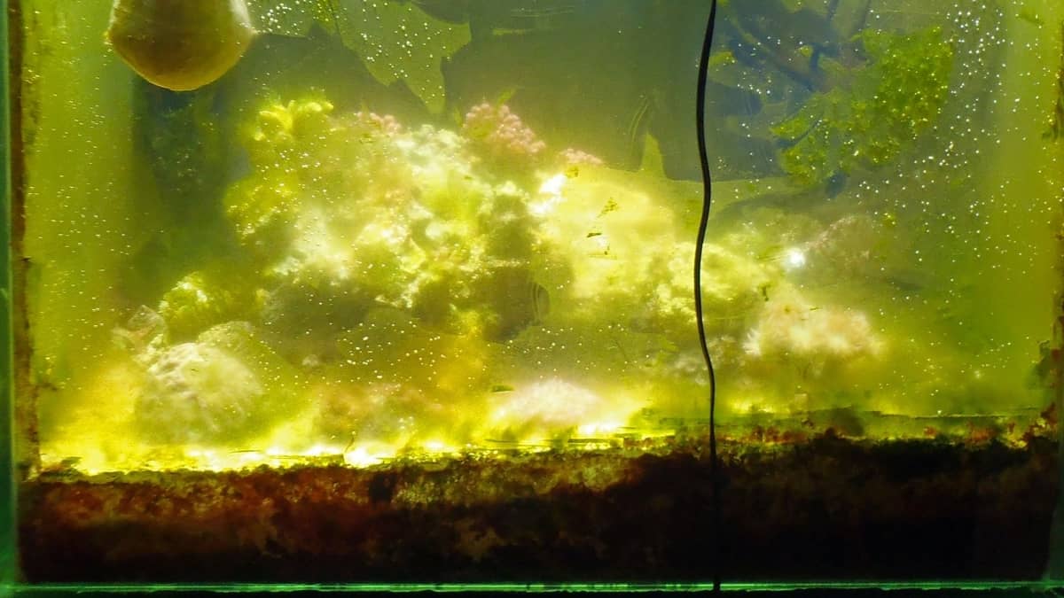 How To Get Rid Of Blue-Green Algae In A Planted Aquarium