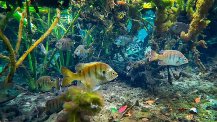  keeping bluegill in an aquarium