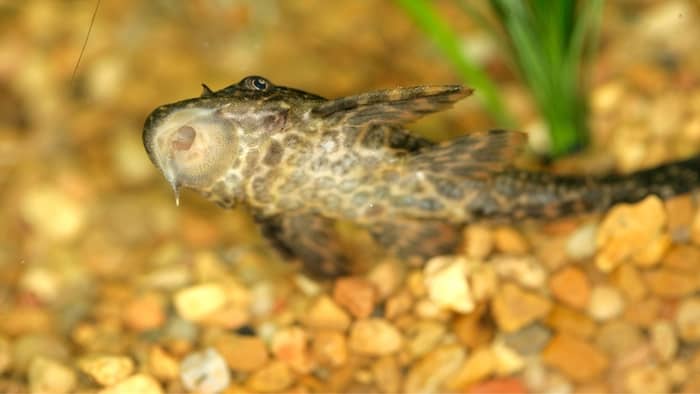 Plecostomus cleaning aquarium