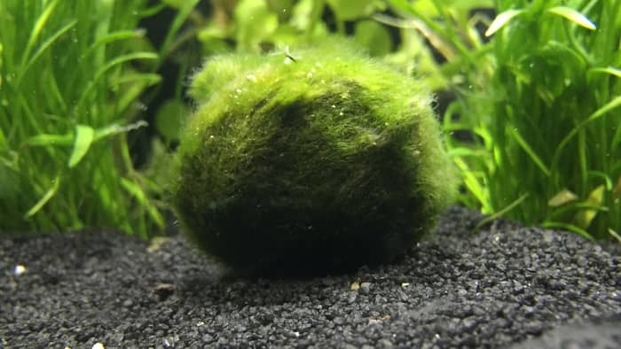 Aquarium moss