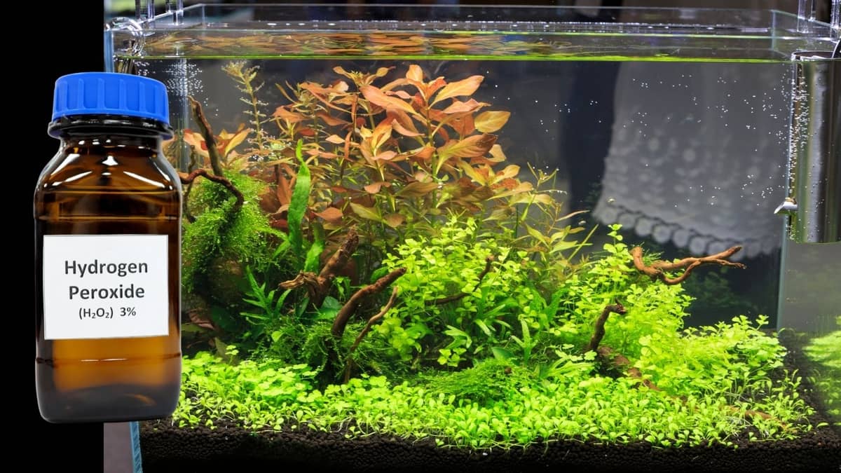 Cleaning Aquarium Plants With Hydrogen Peroxide