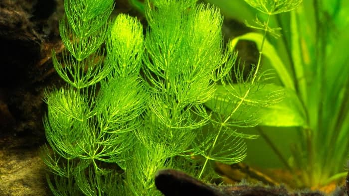 Hornwort