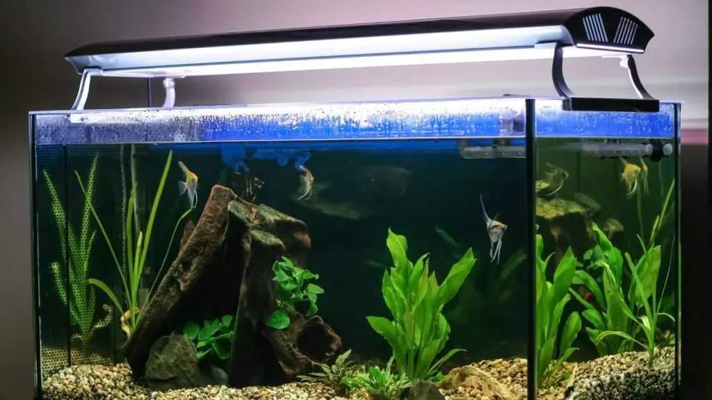 how-much-light-do-aquarium-plants-need-our-aquariums