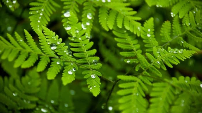 Java Fern