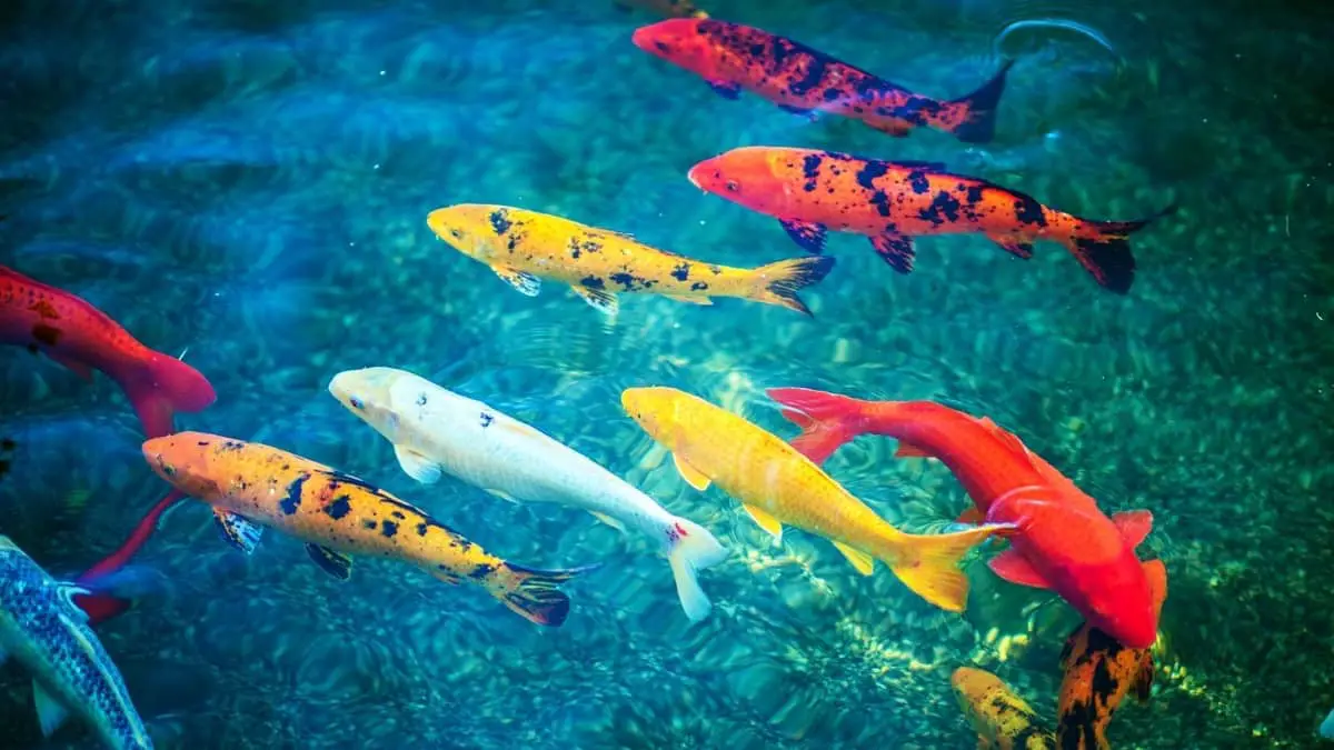 Koi Fish Care In Aquariums