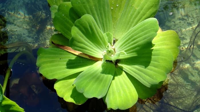 Water Lettuce