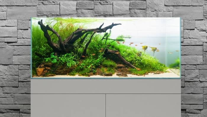 Driftwood Aquascaping