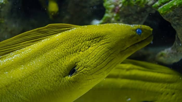 Golden Dwarf Moray Eel