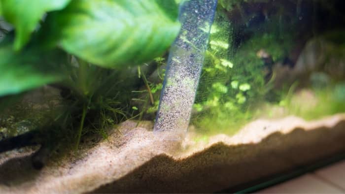 How To Clean Old Aquarium Gravel With A Vacuum