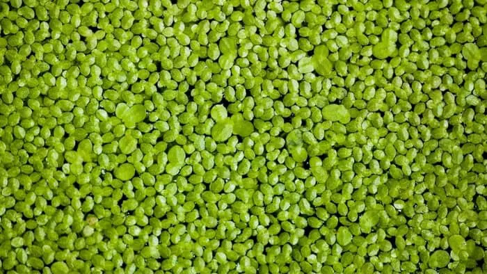 how-to-grow-duckweed-in-an-aquarium-our-aquariums