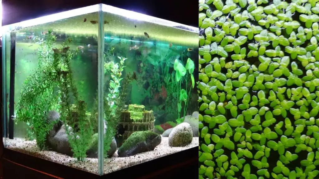 how-to-grow-duckweed-in-an-aquarium-our-aquariums