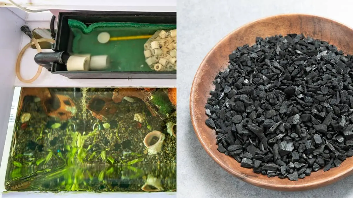 How To Make Activated Carbon For An Aquarium