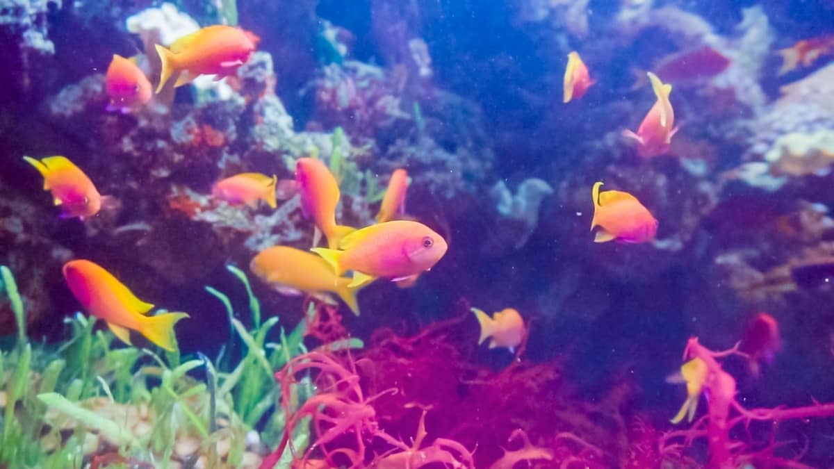 How To Start A Saltwater Aquarium - Step By Step