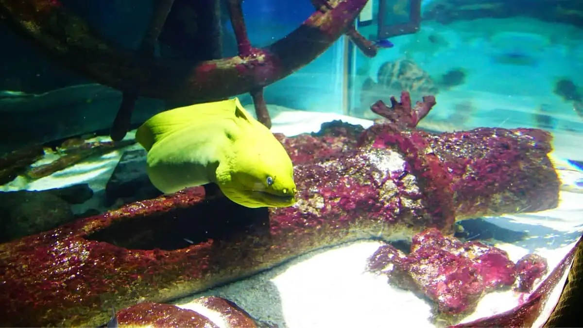 Saltwater Aquarium Eels