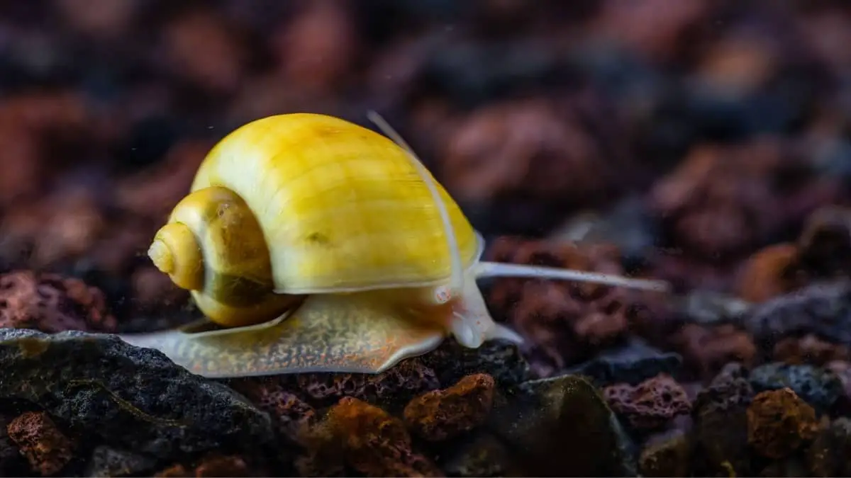 Solving The Myth Do Aquarium Snails Lay Eggs