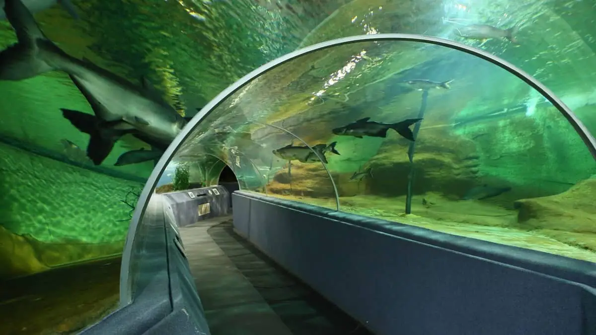 The 4 biggest Aquariums In California Worth Visiting
