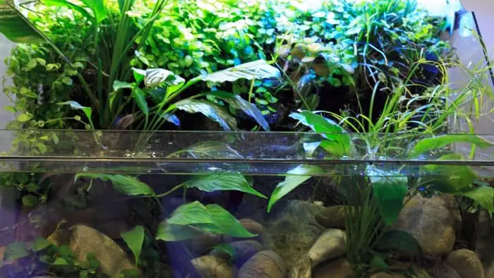 Emergent plants can be partially submerged in water