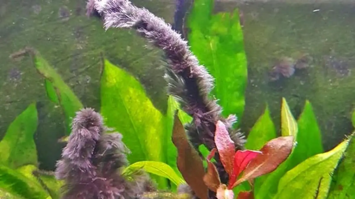 How To Get Rid Of Black Beard Algae In An Aquarium