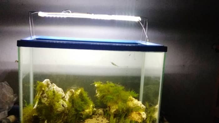 Led Lighting Fish Tanks