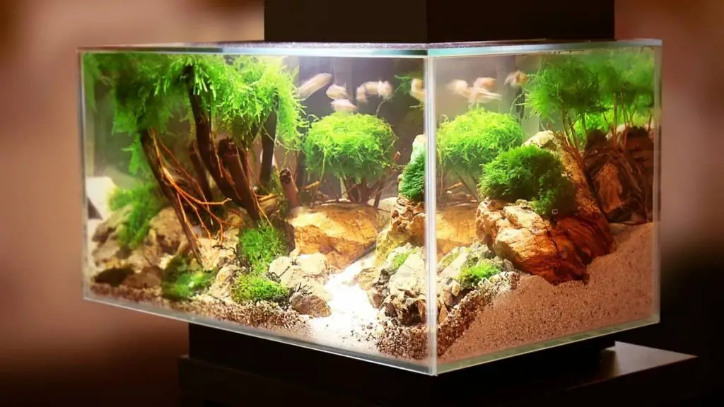 the-best-aquarium-light-to-prevent-algae