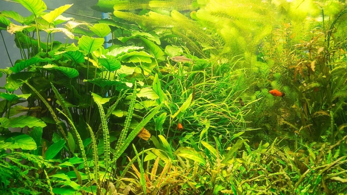 8 Wonderful &; Tall Low-light Aquarium Plants
