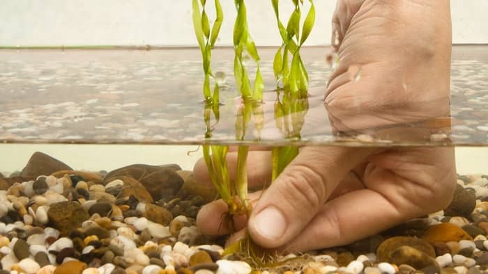 Corkscrew Vallisneria