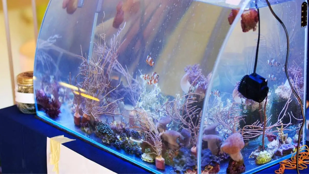 Everything You Need To Know About Nitrate Levels In A Saltwater Aquarium
