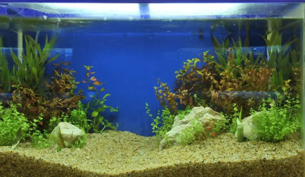 how-to-plant-carpet-seeds-in-an-aquarium