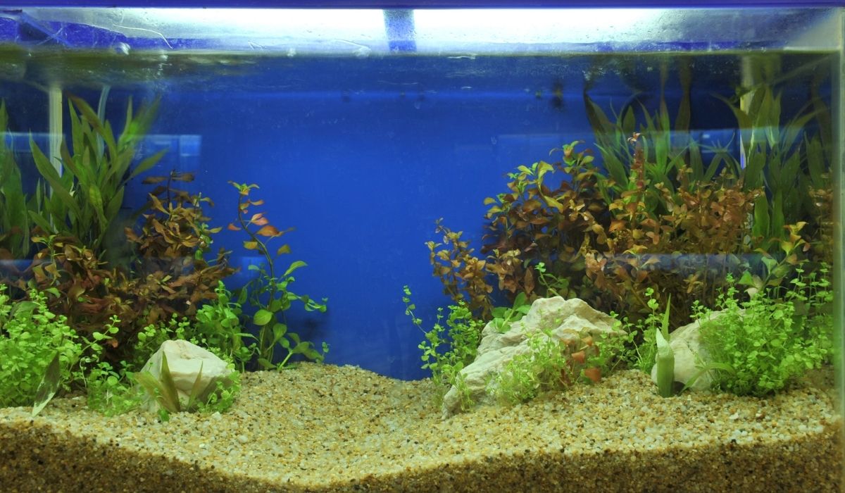 How To Plant Carpet Seeds In An Aquarium