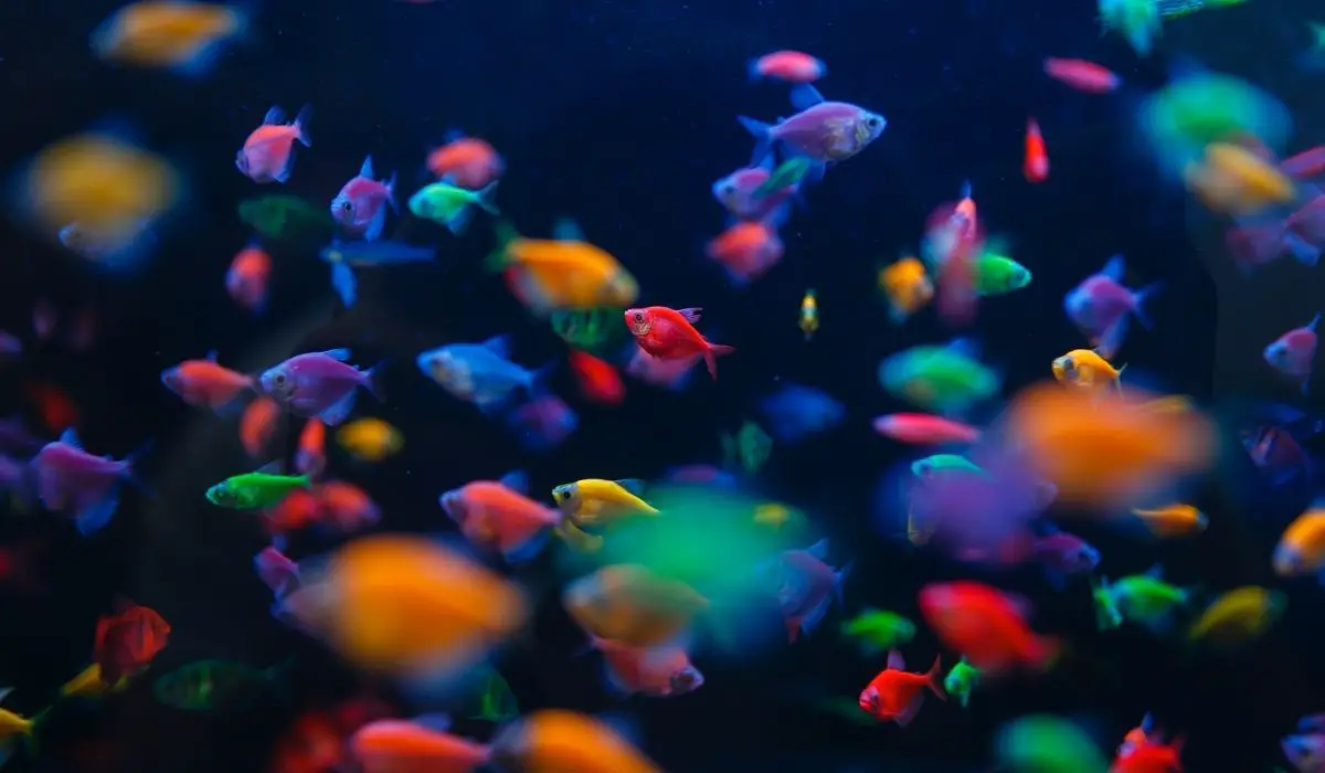 Longest Living Aquarium Fish