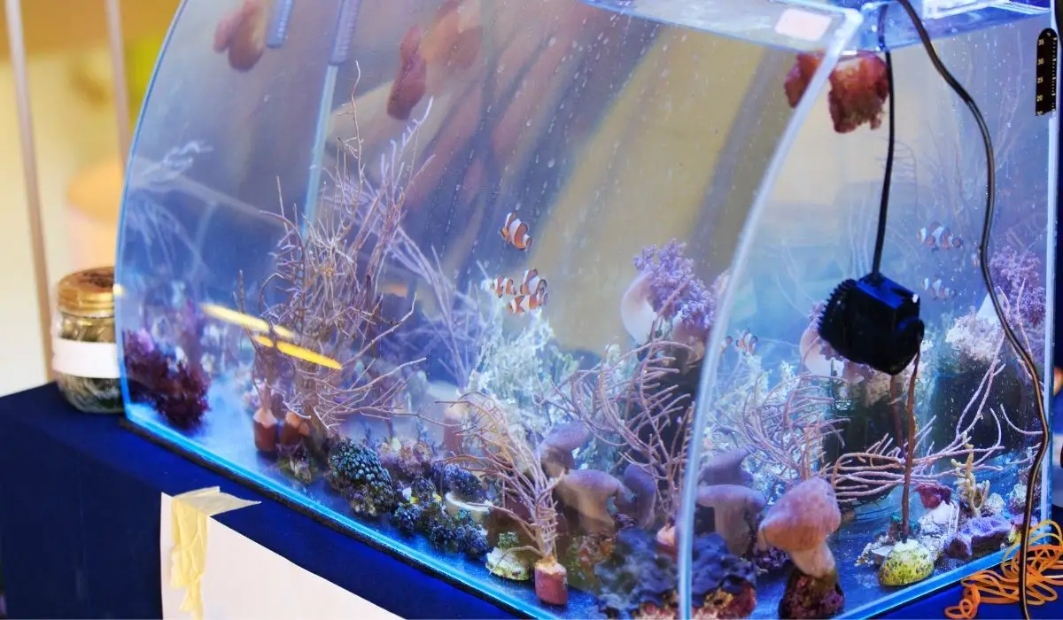 Your Number One Guide On Saltwater Aquarium Salinity Level