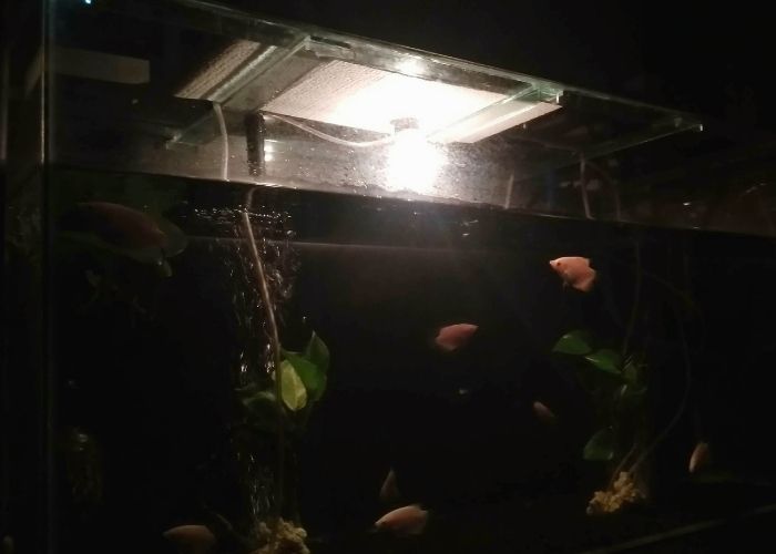 aquarium lighting calculator