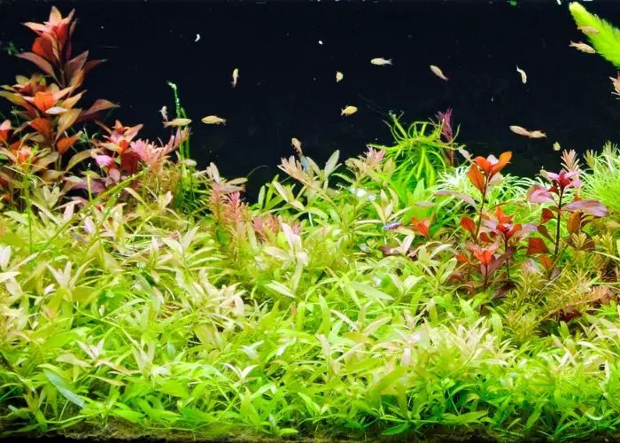 aquatic plant seeds