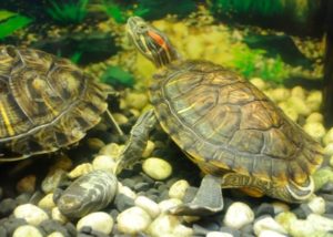 10 Most Interesting Aquarium Pets Other Than Fish - Our Aquariums