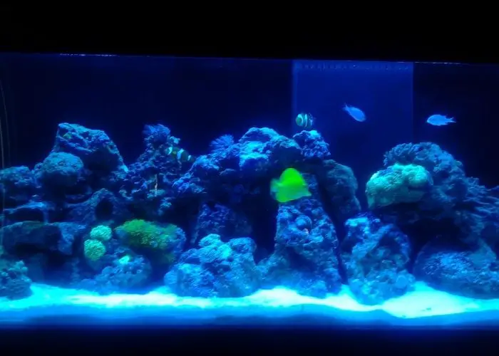 diy fish tank lights