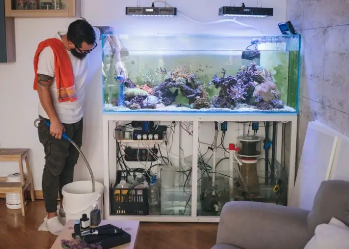how to fix green aquarium water