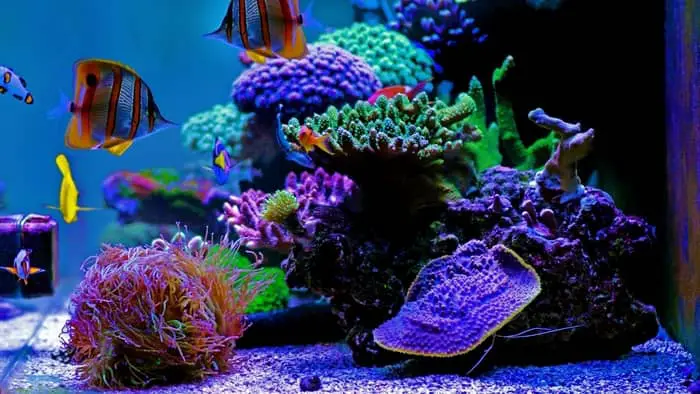 some aquarium hobbyists deliberately increase nitrate levels to improve coral coloration