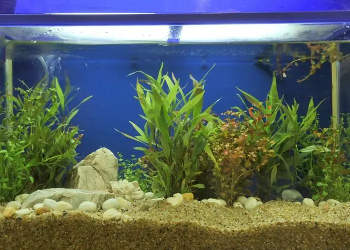 symptoms of low ph in fish tank