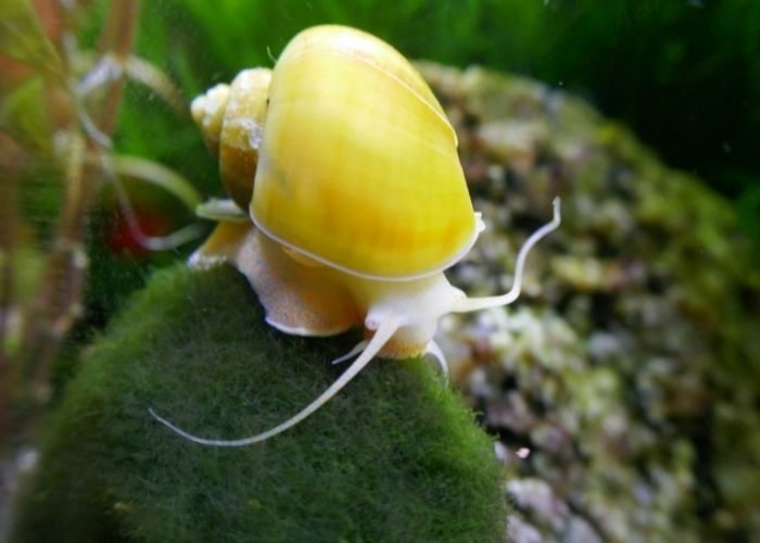 what to feed aquarium snails