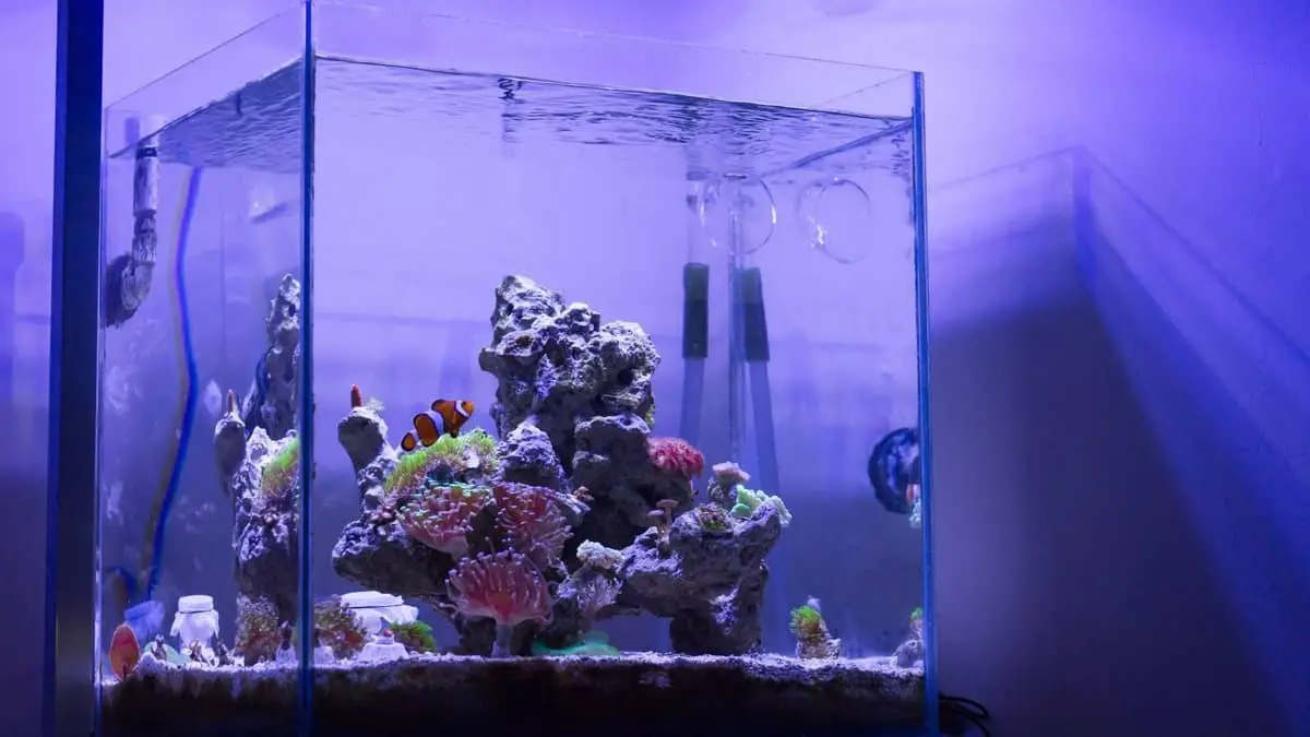 Best All-In-One Reef Aquarium