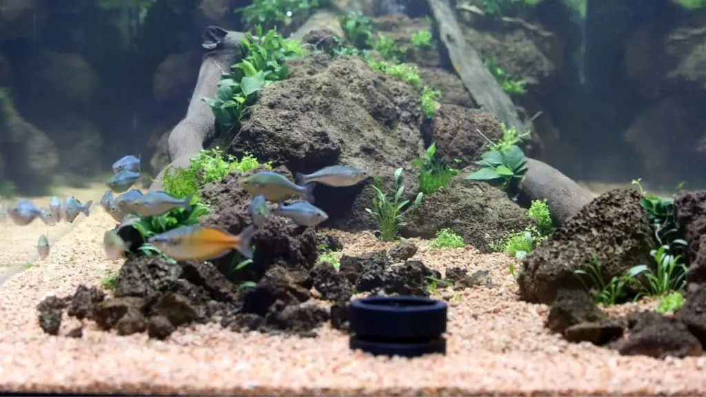 Crushed Coral For A Freshwater Aquarium; What Are The (Dis) Advantages Of Using It