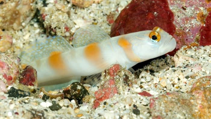 GOBY