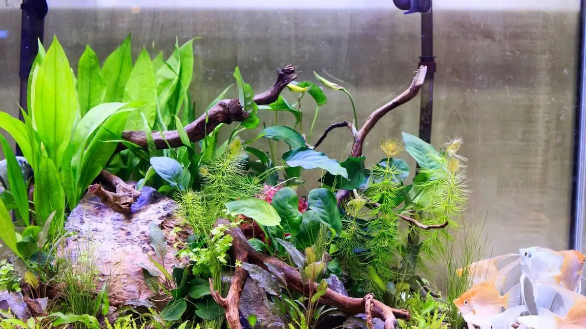 How Long To Leave Aquarium Lights On In A Planted Tank All Your Answers Here