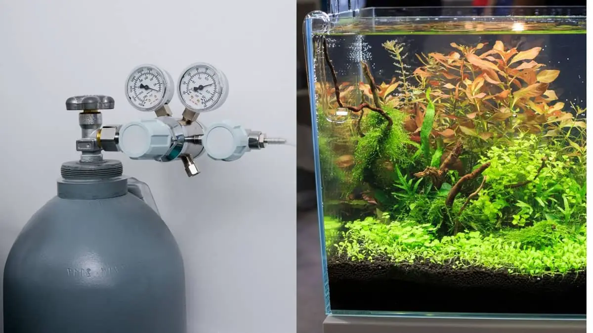 How To Add CO2 To An Aquarium - The Easiest And Most Affordable Methods