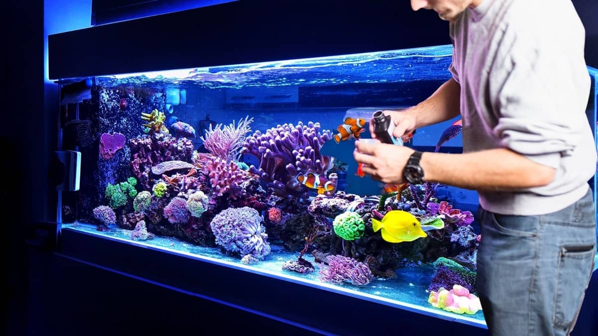 How To Lower Nitrate Levels In A Saltwater Aquarium - 5 Ultimate Methods