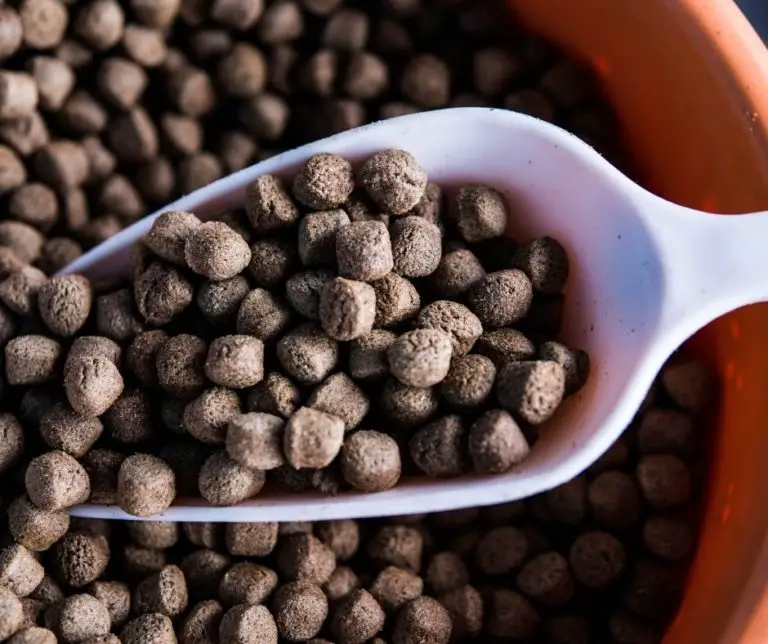 how-to-make-fish-food-pellets-our-aquariums