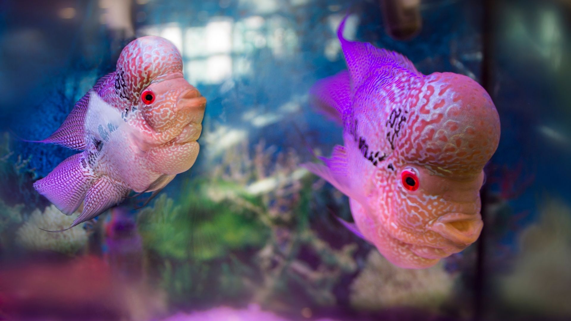 The Important Facts Of Carnivorous Freshwater Aquarium Fish