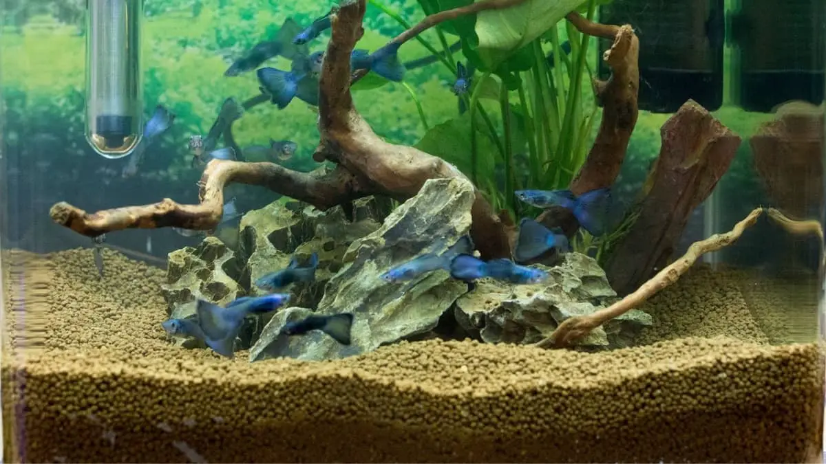 The Ultimate Guide To Better Understanding Planted Aquarium Substrate Layers