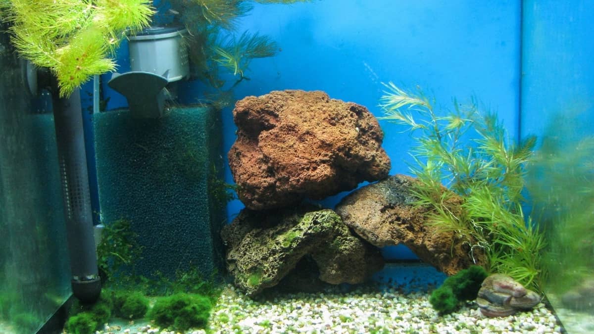 What Is Aquarium Filter Foam Bulk & What Is It Used For